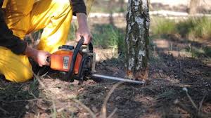 Best Tree Cabling and Bracing  in Wenonah, NJ