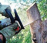 Best Leaf Removal  in Wenonah, NJ