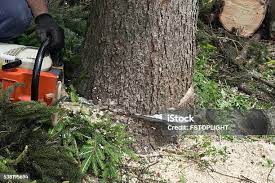 Best Tree Removal  in Wenonah, NJ