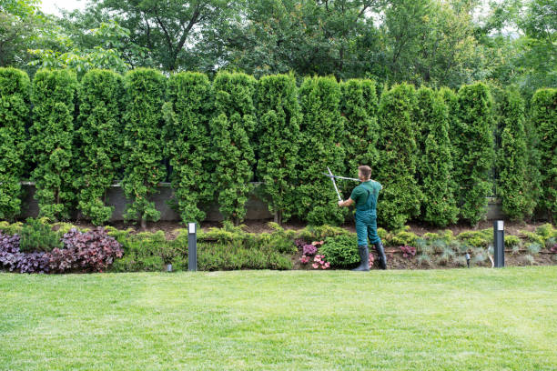  Wenonah, NJ Tree Removal Pros