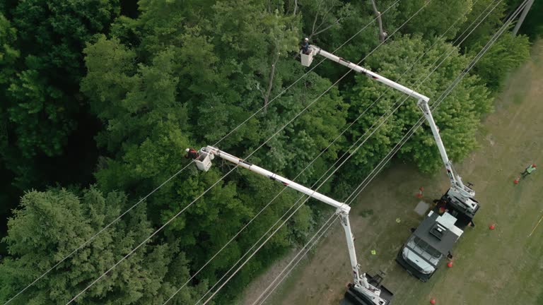 Best Fruit Tree Pruning  in Wenonah, NJ