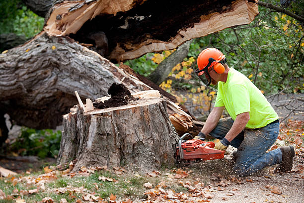 Best Storm Damage Tree Cleanup  in Wenonah, NJ