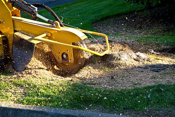 Reliable Wenonah, NJ Tree Removal Solutions